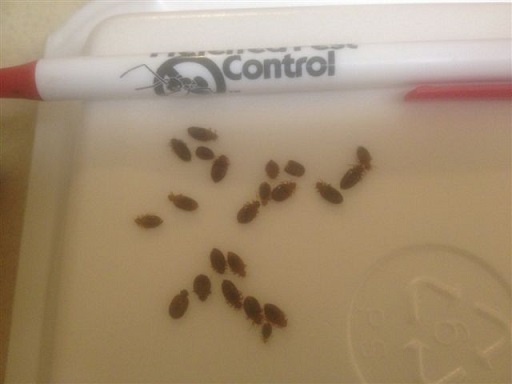 ... that bed bugs are microscopic and cannot be seen with the naked eye it ... that bed bugs are microscopic and cannot be seen with the naked eye it