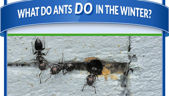 Do Ants Store Food For Winter Do Ants Store Food For Winter