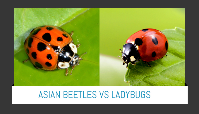 Difference Between Ladybugs And Asian Beetles 21