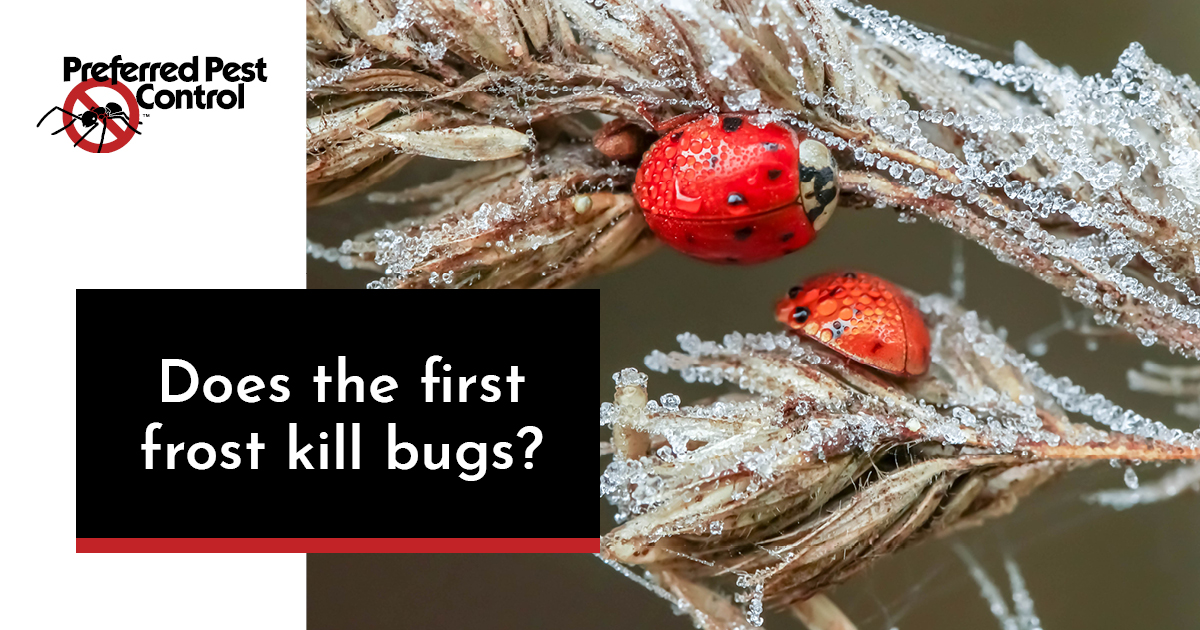 does the first frost kill bugs.