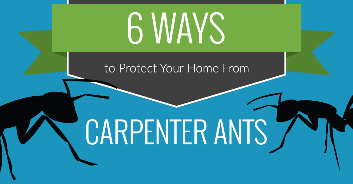 Des Moines Carpenter Ant Removal