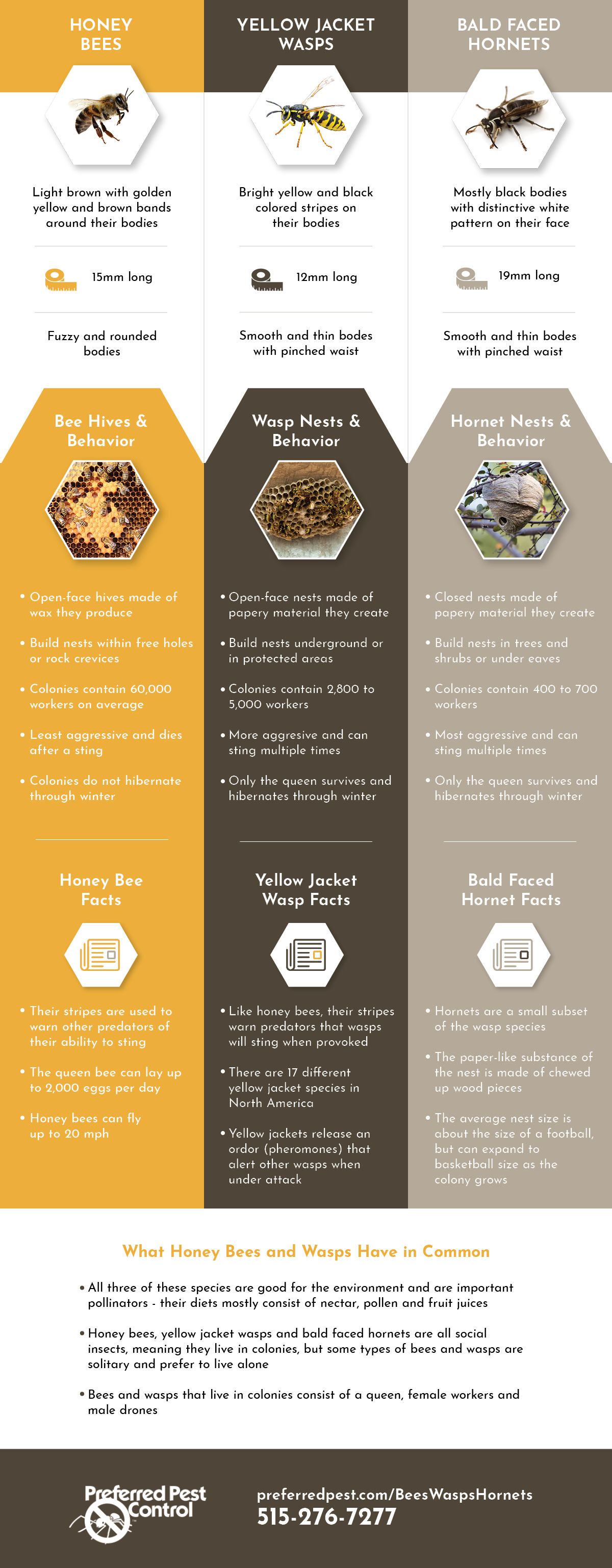 difference between bees wasps and hornets.