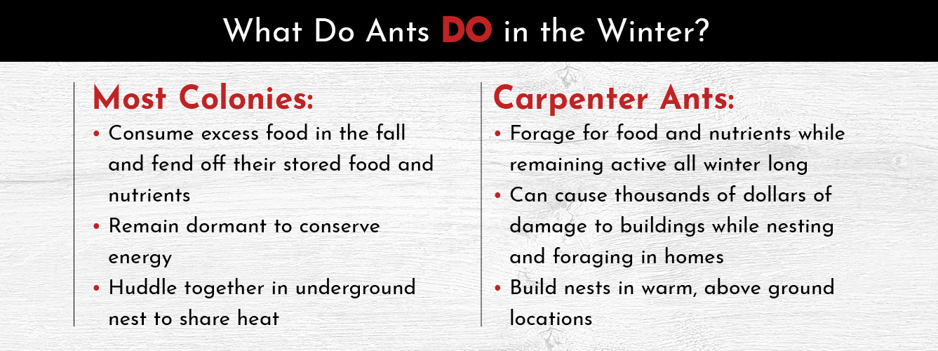 can you get ants in the winter.