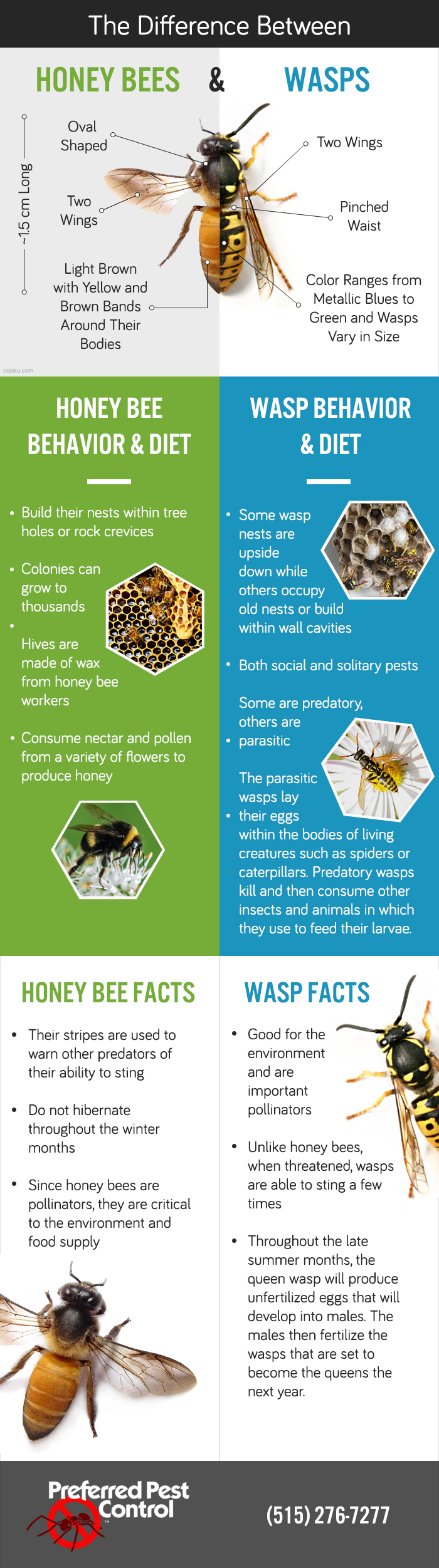 The Difference Between Honey Bees and Wasps.