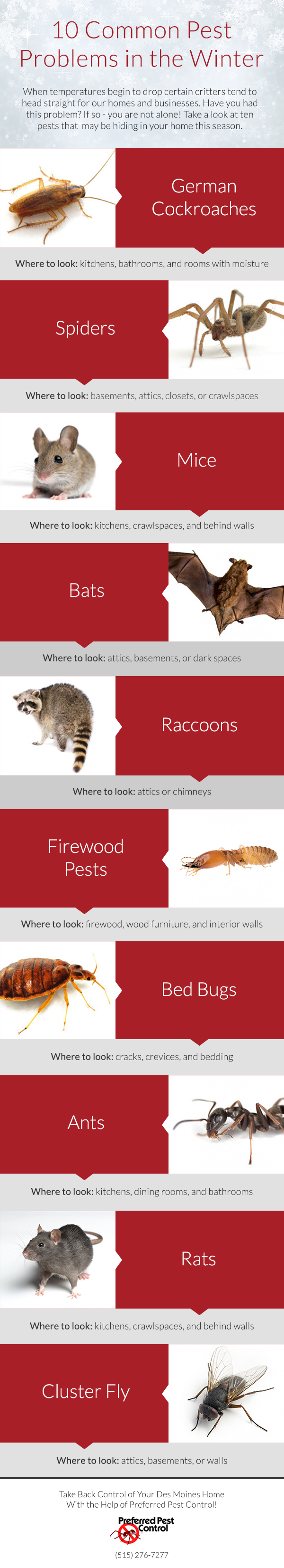 10 Common Pest Problems During the Winter