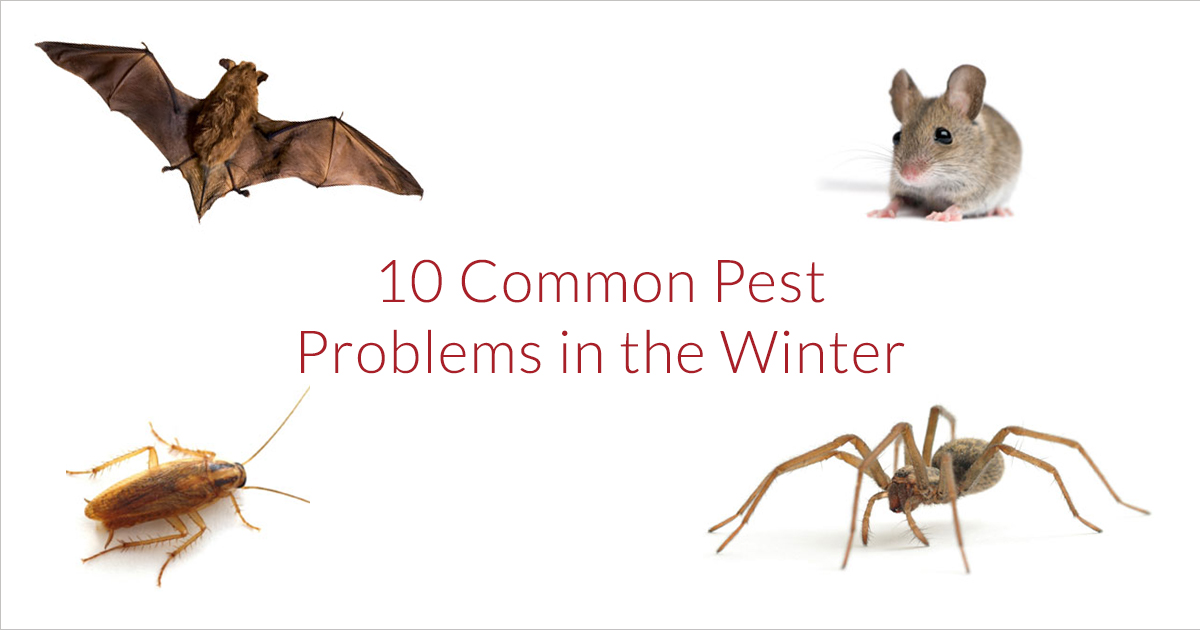 common winter pests in iowa
