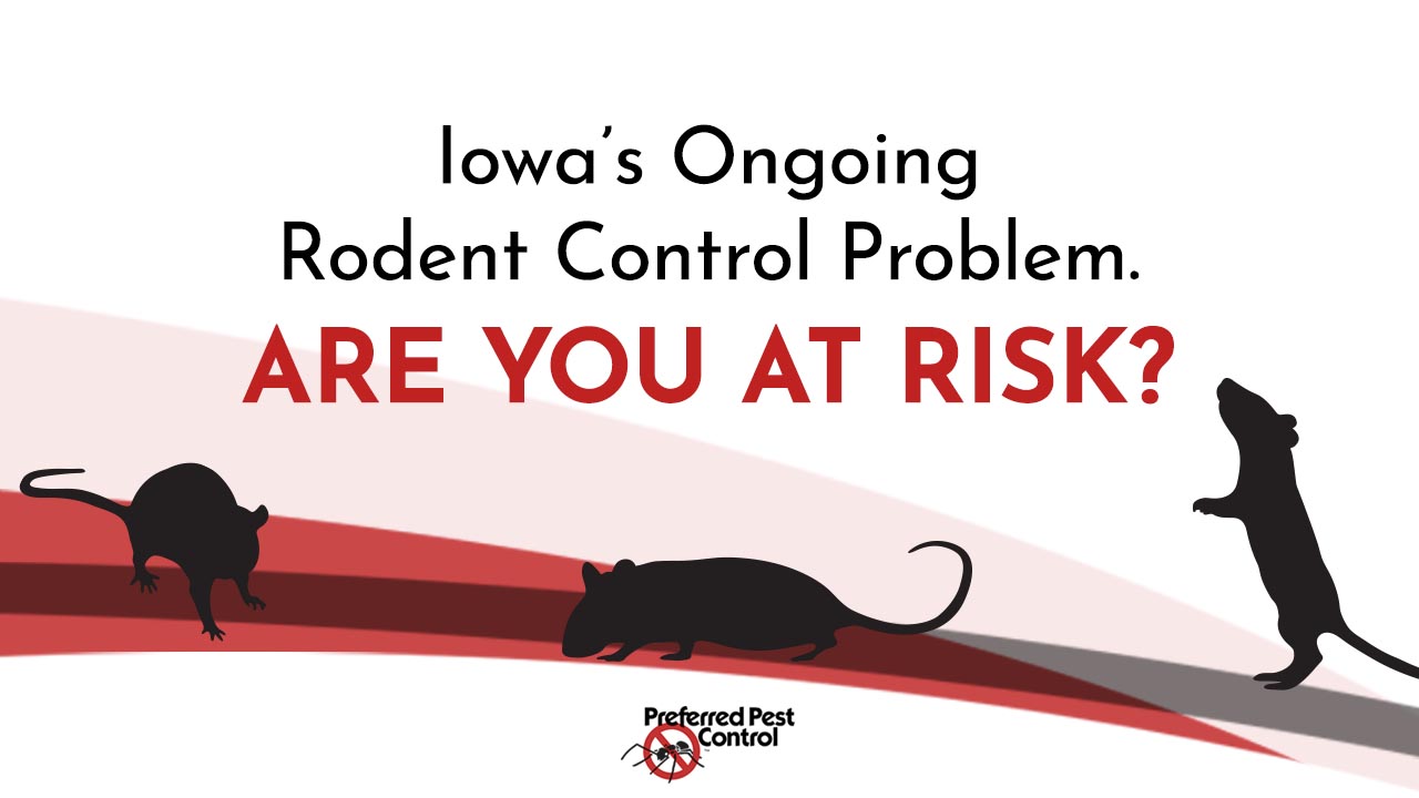 Central Iowa's Ongoing Rodent Problem 