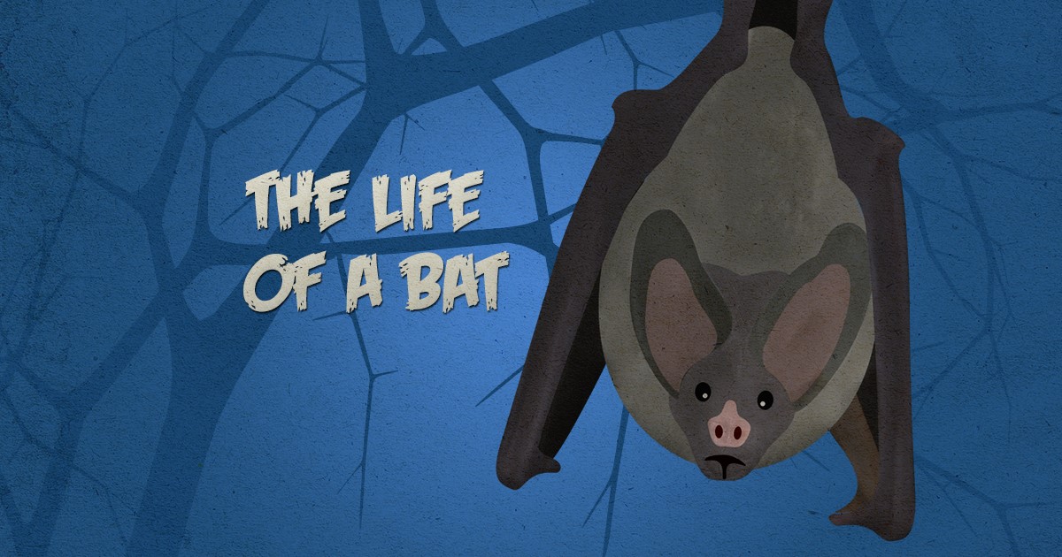 25 Incredible Bat Facts You Will Want to Know (Infographic)