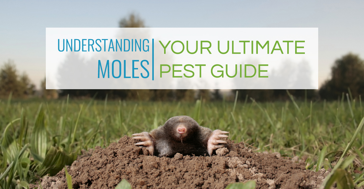 Pest Control Blog Preferred Pest Control in Des Moines