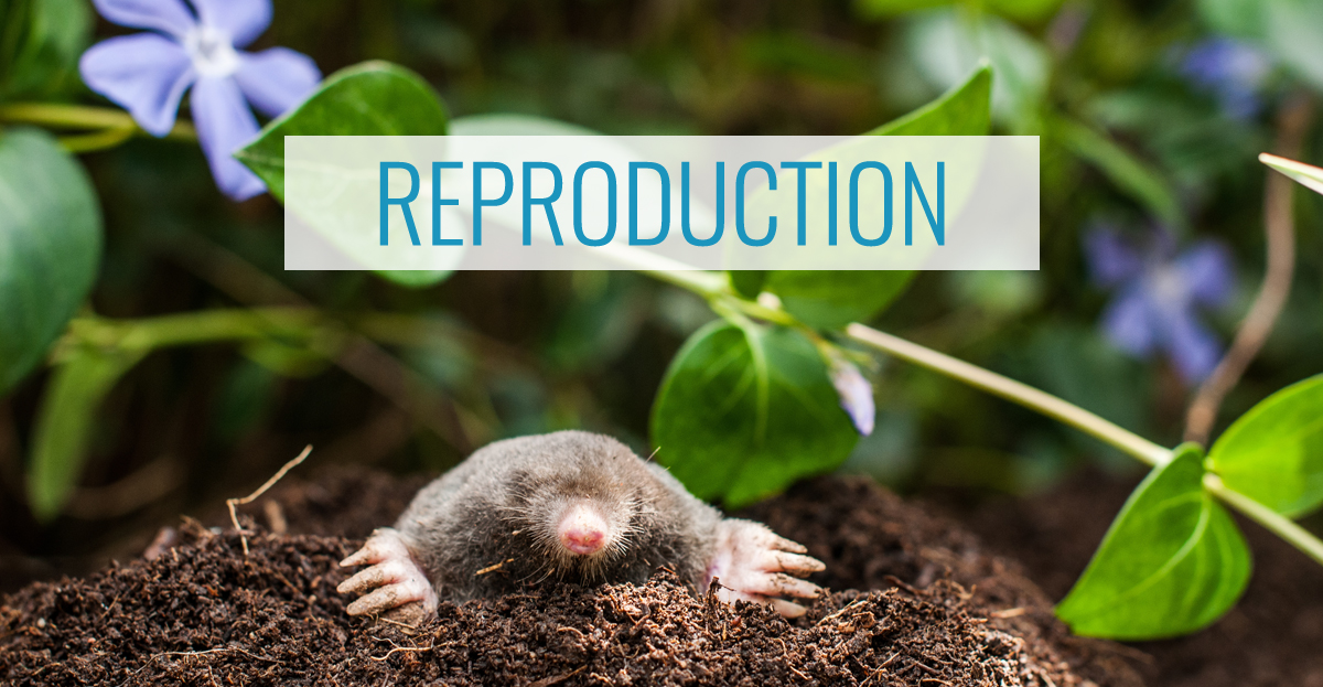 Understanding Moles Your Ultimate Pest Guide