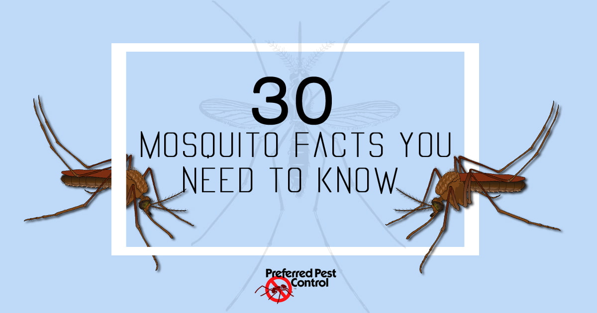 30 Mosquito Facts You Need to Know