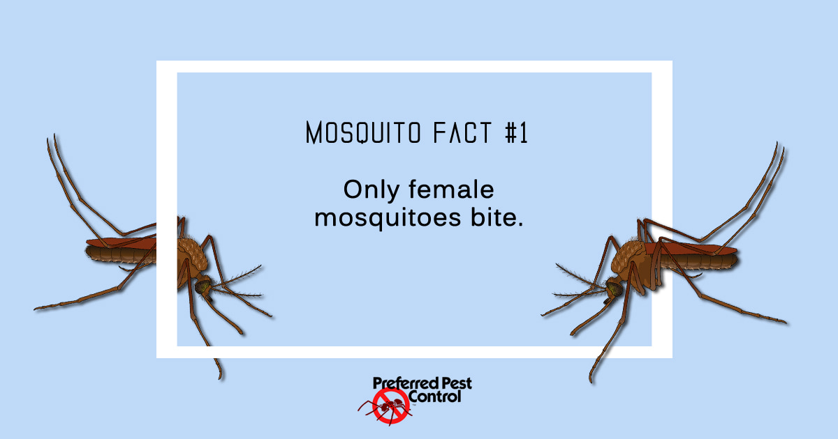 Mosquito Facts | Preferred Pest
