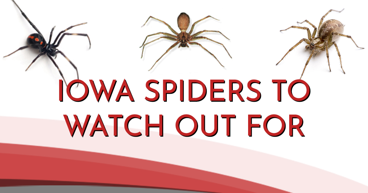 Spiders in Iowa