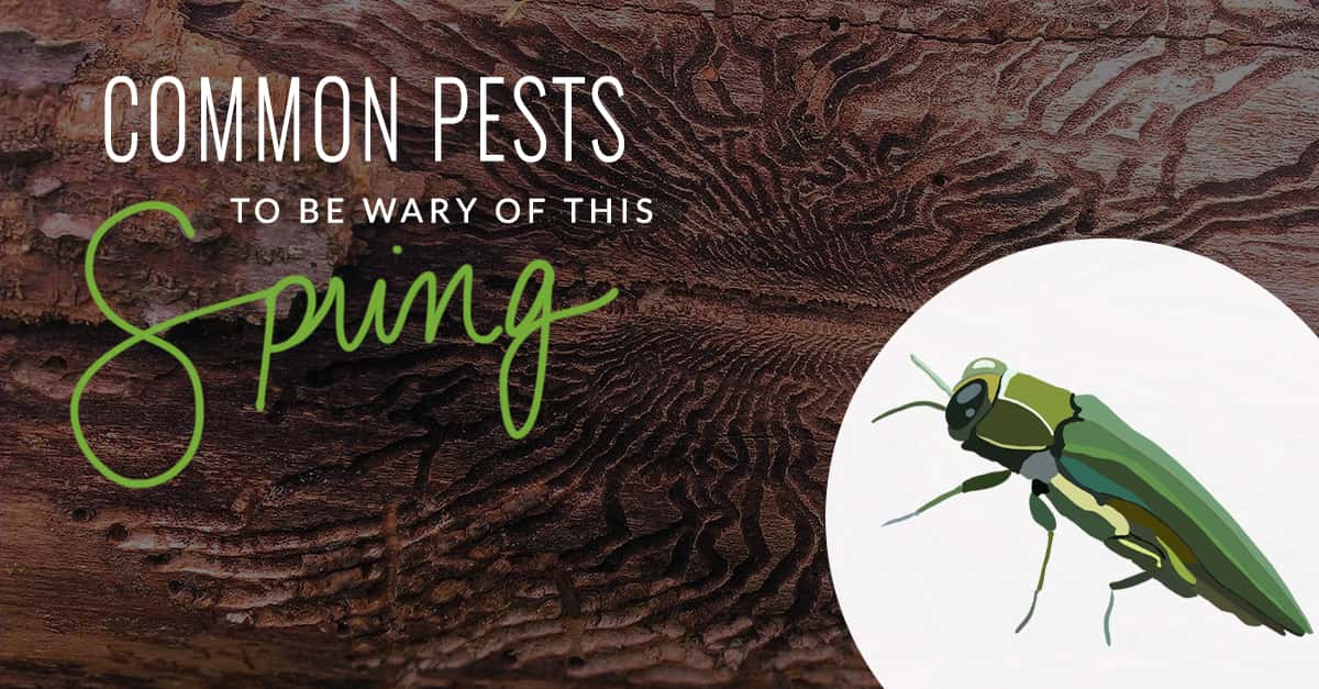 Common Pests to be Wary of This Spring