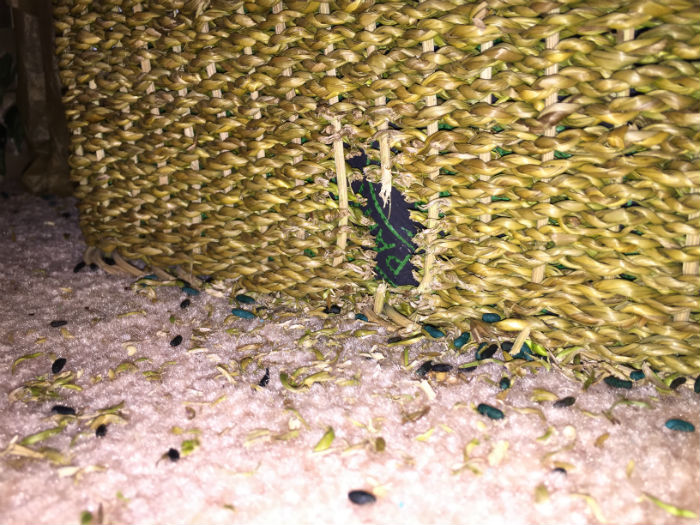 Pest Control in Des Moines, IA Preferred Pest Control