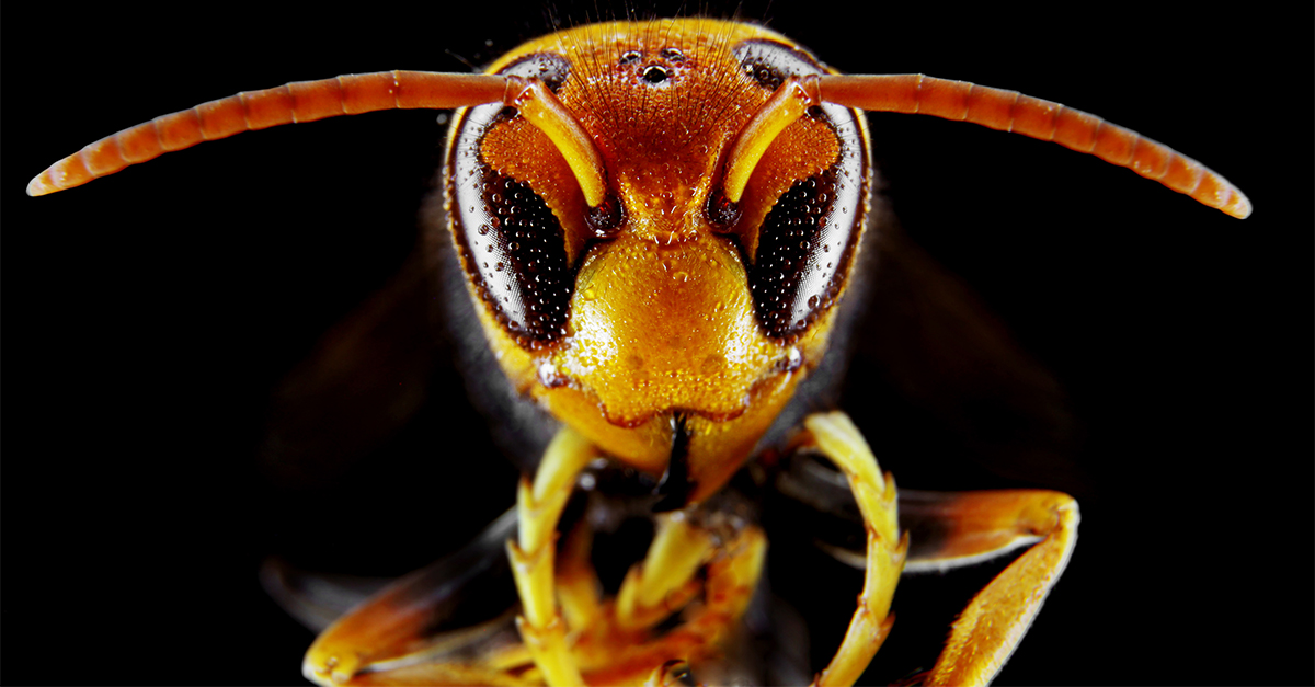 Catch of the Week Yellow Jacket Wasps