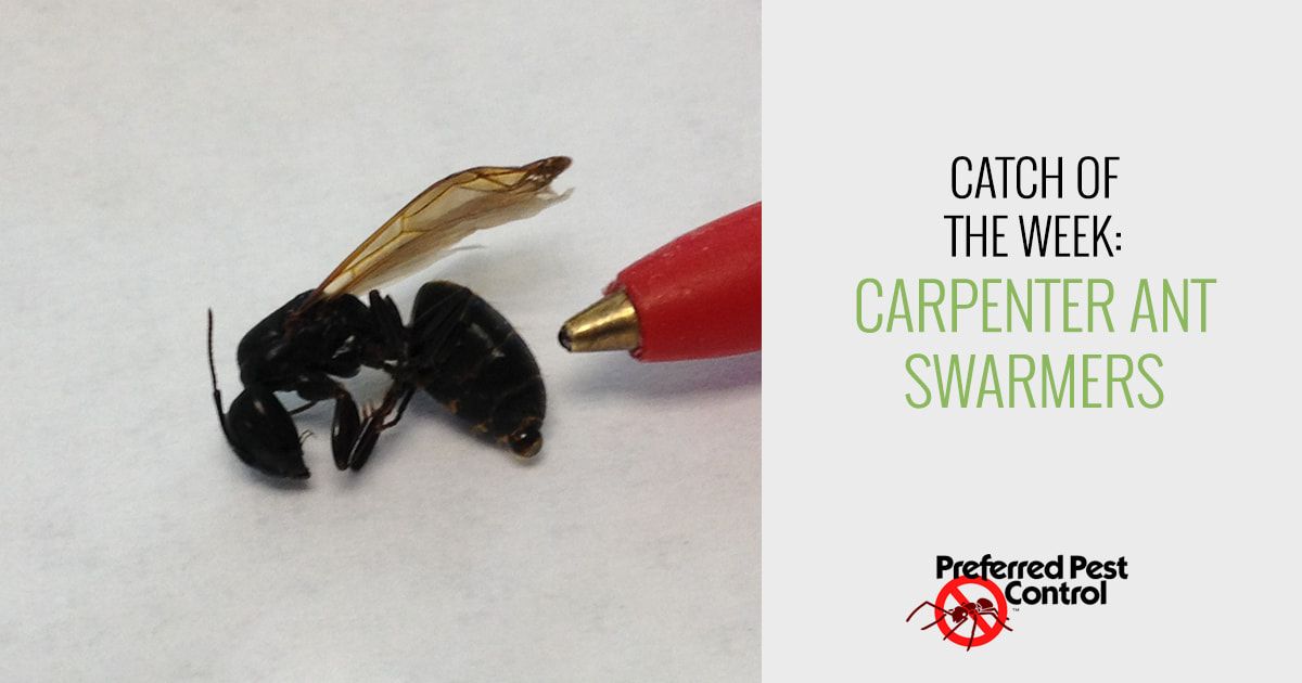 Carpenter Ant Swarmers