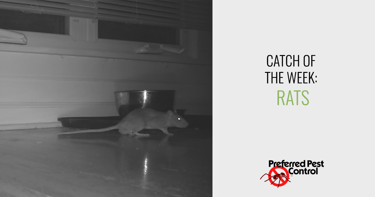 Catch of the Week: Rats
