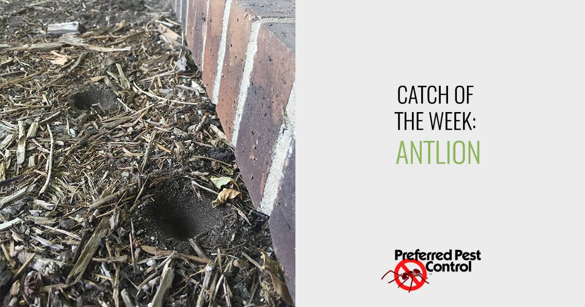 Catch of the Week: Antlion
