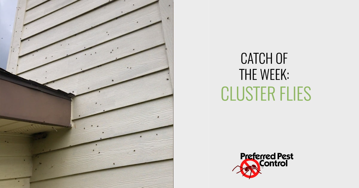 Catch of the Week: Cluster Flies
