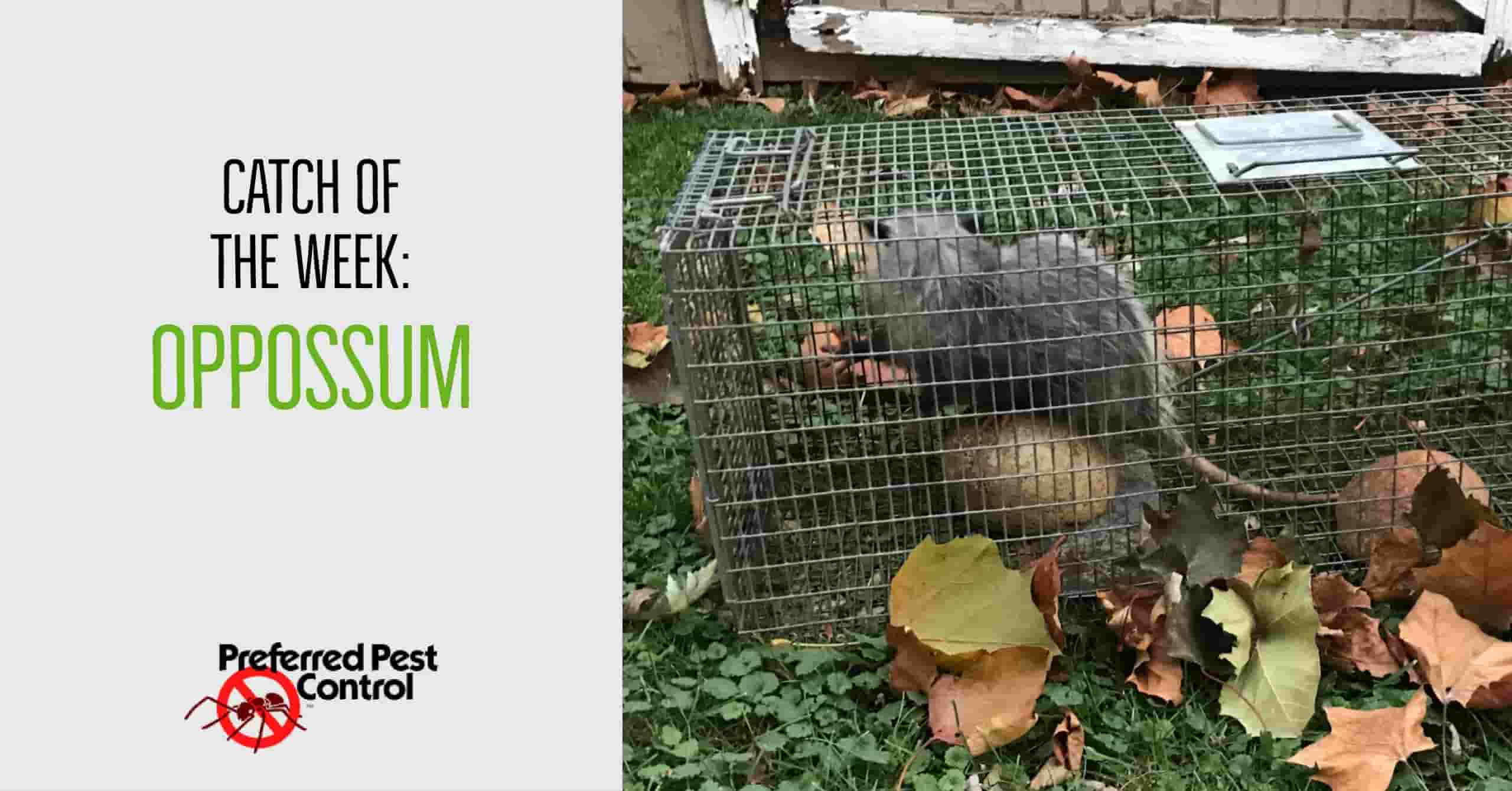 catch of the week: opossum