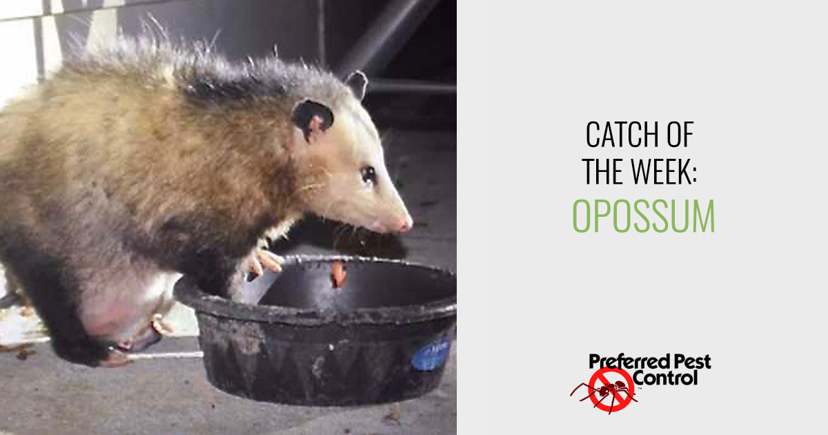 Preferred Pest's latest catch: Opossum