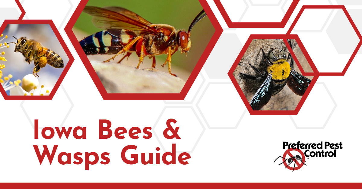 guide-to-bees-and-wasps