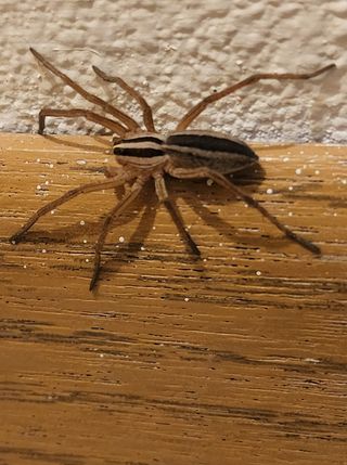 brown-spider-on-wood
