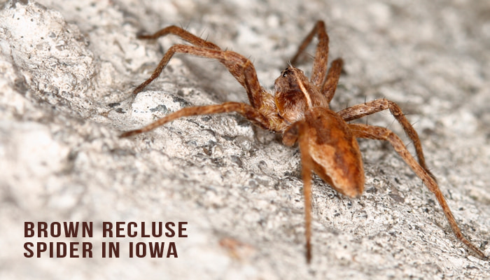 Brown Recluse Spiders In Iowa