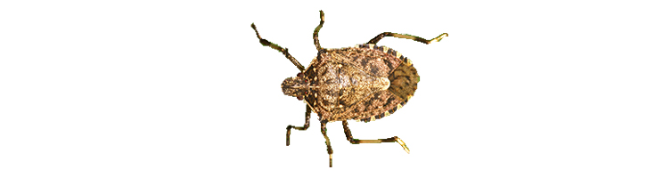 brown marmorated stink bug