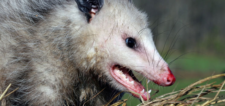 opossum removal