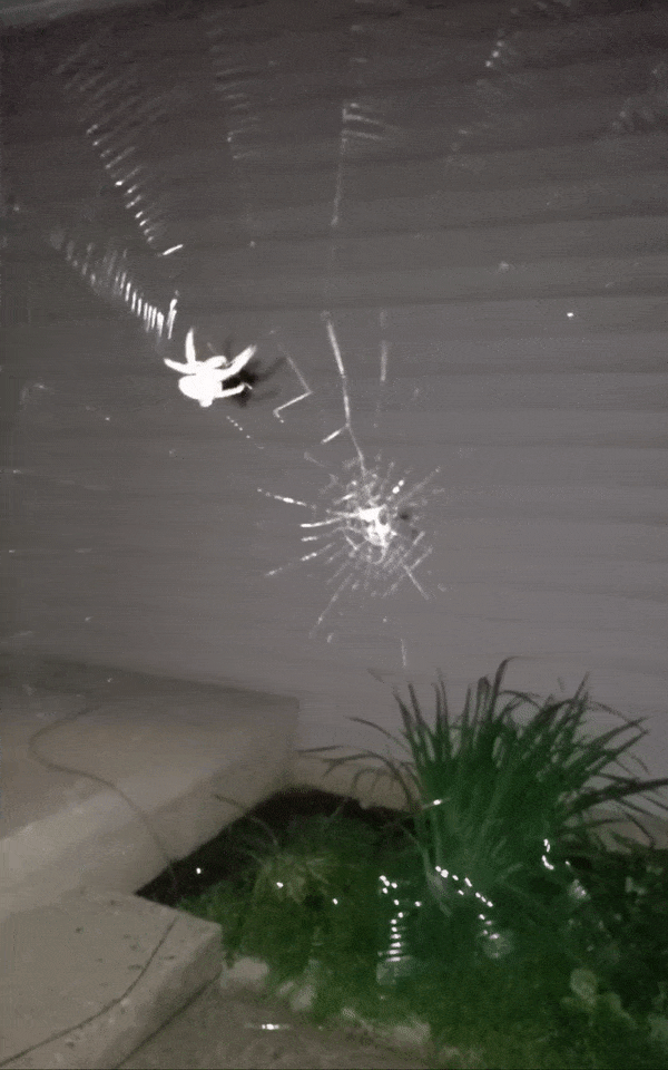 spider-spinning-web