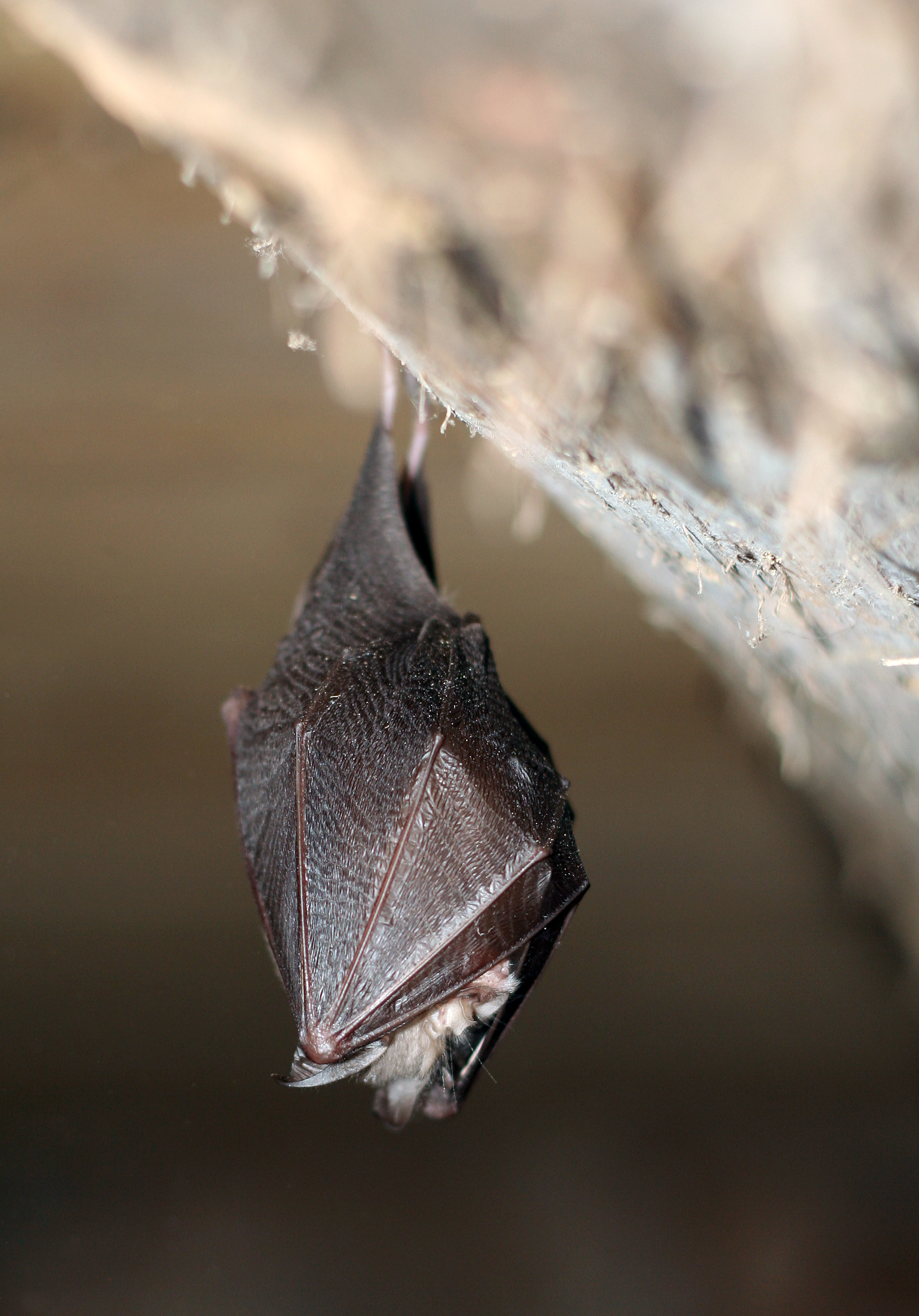 Bat Removal