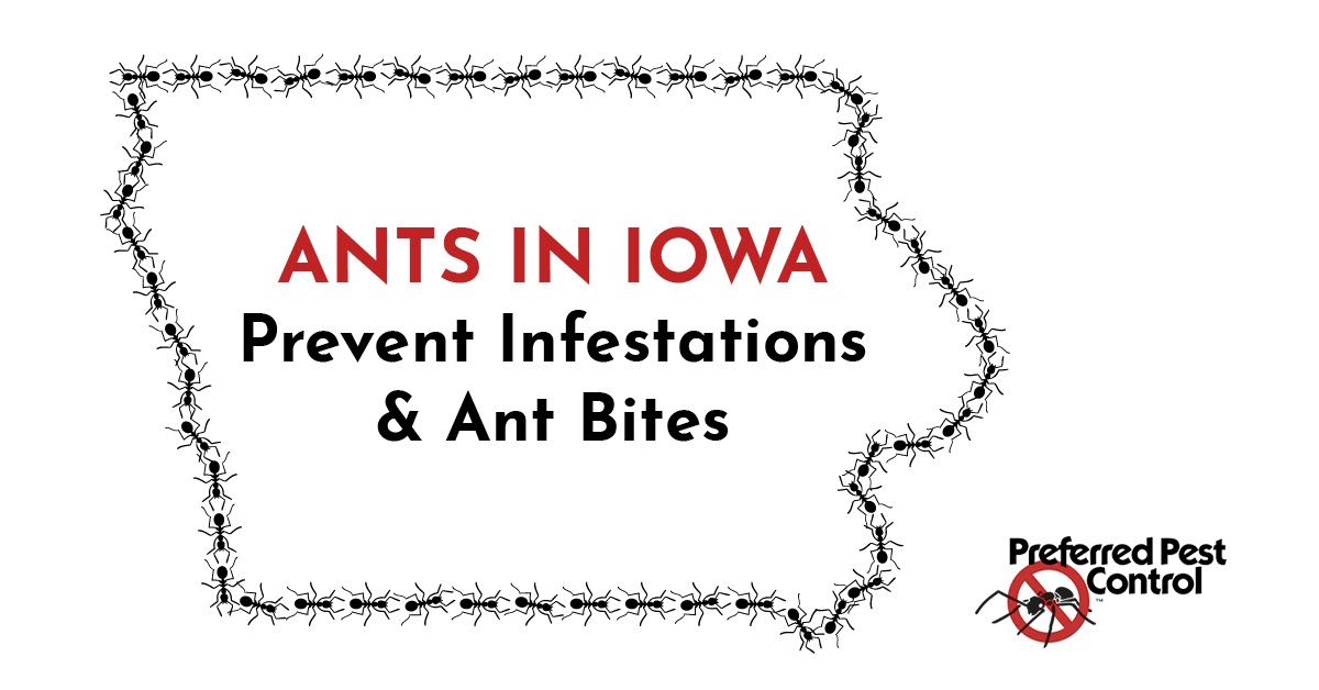 Ant Bites: Symptoms, Treatment, Prevention & Pictures