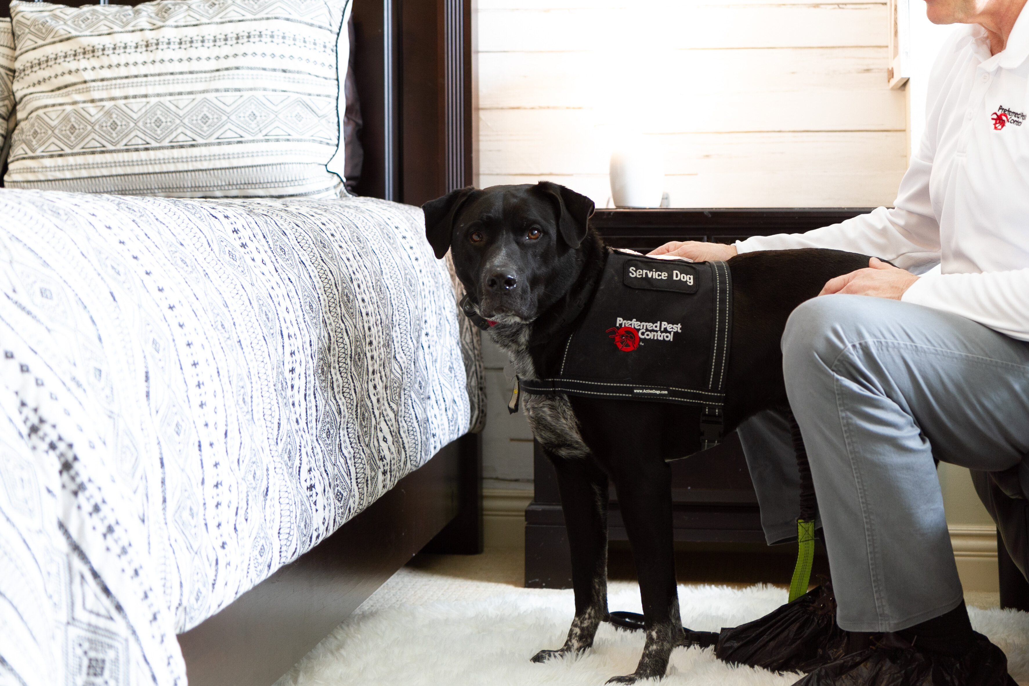 max - bed bug detection canine by bed. service dog - bed bug detection dog by bed.