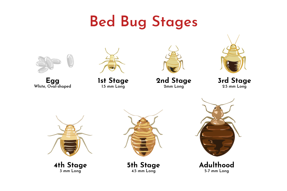 stages of bed bugs.
