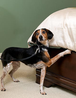 canine bed bug inspection