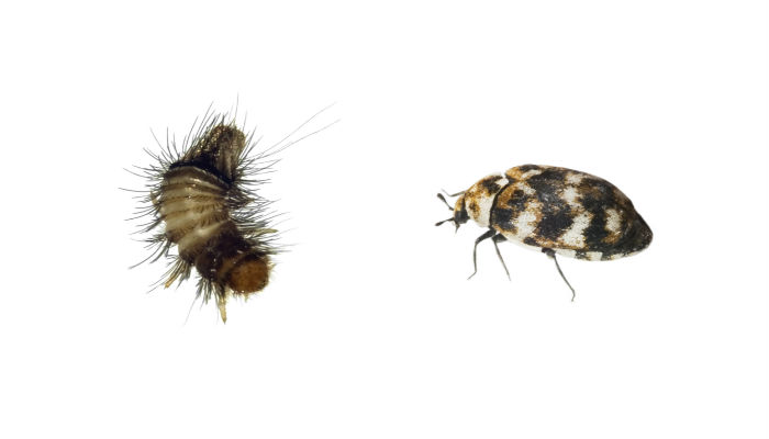 Carpet beetle removal