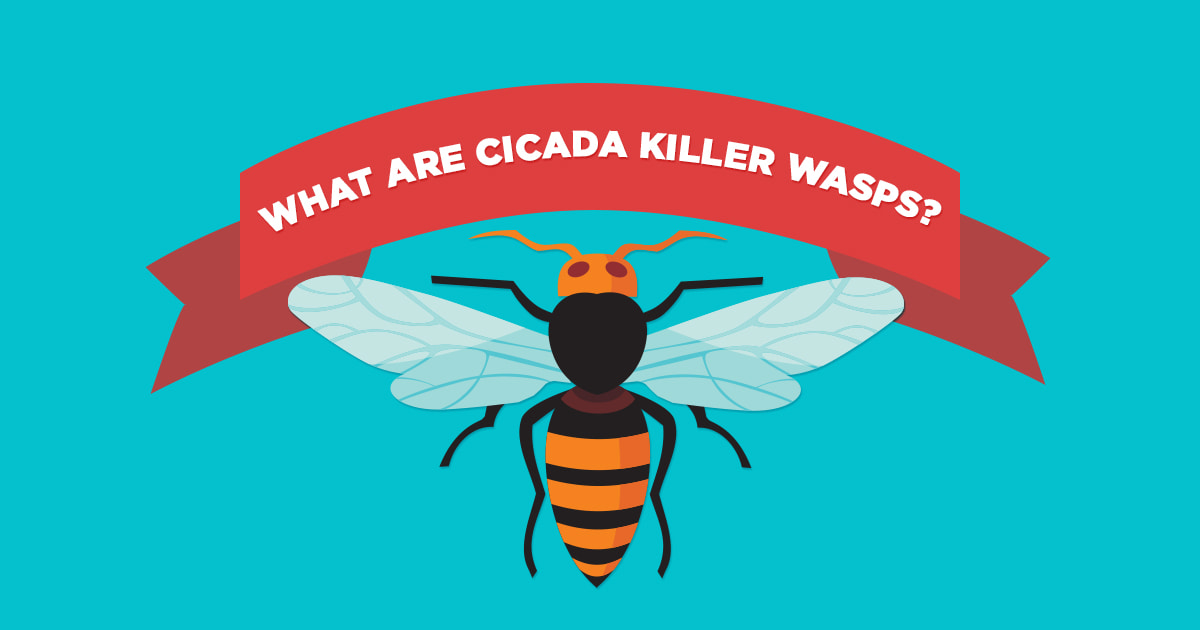 Preferred Pest Control, Cicada Killer Wasps