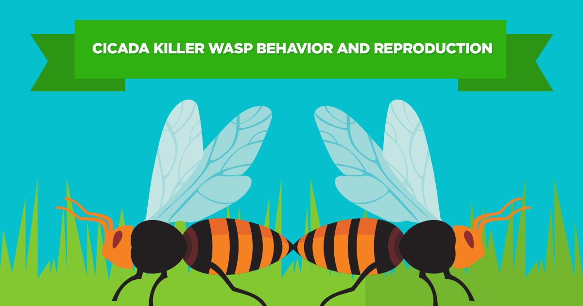 Preferred Pest Control, Cicada Killer Wasp