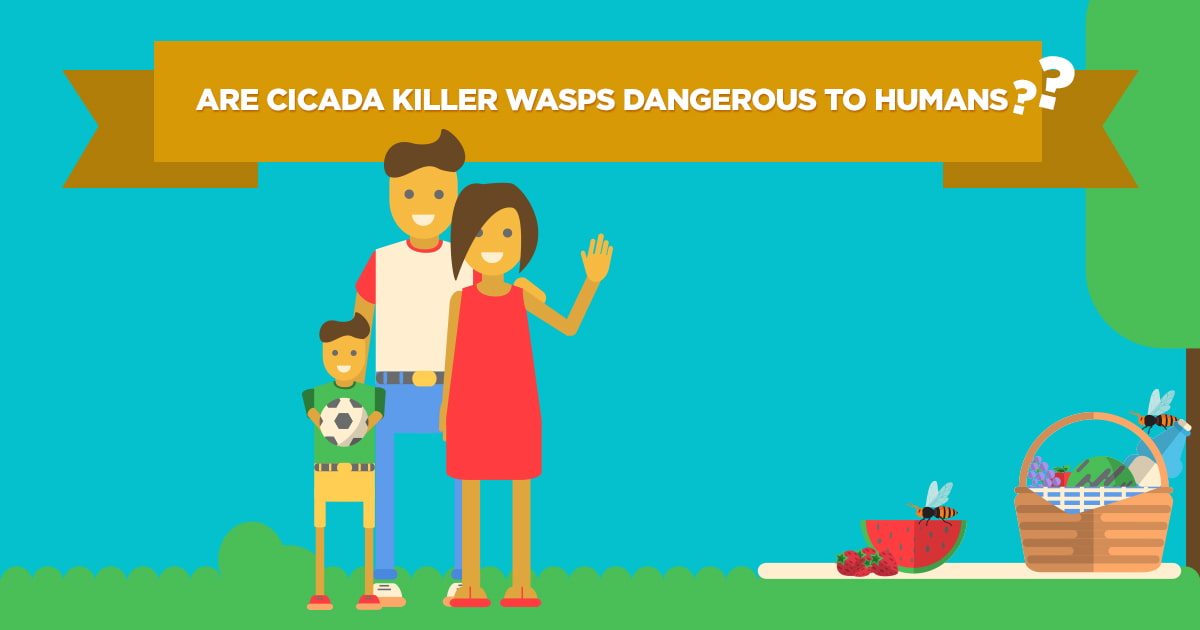 Preferred Pest Control, Cicada Killer Wasp