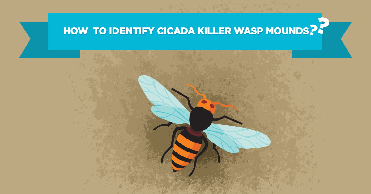 Preferred Pest Control, Cicada Killer Wasp