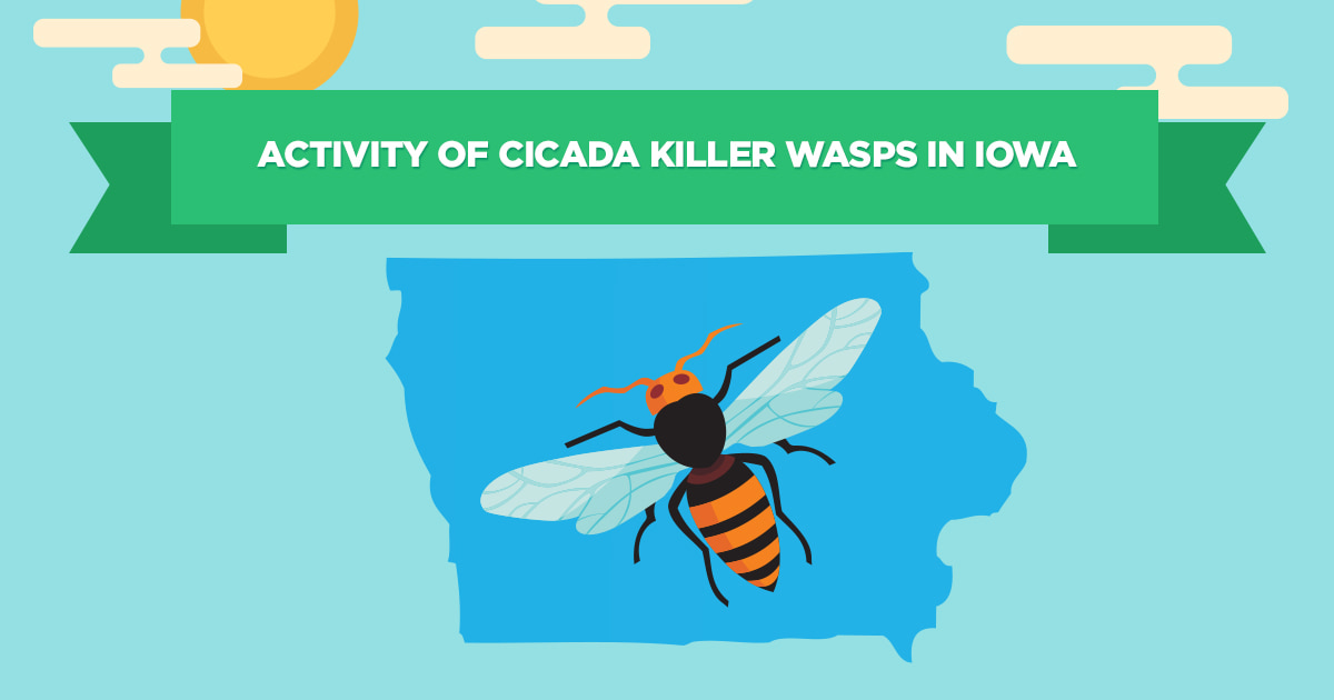 Preferred Pest Control, Cicada Killer Wasp