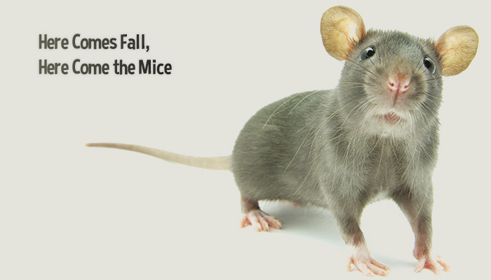 Preferred Pest Control Fall Mice