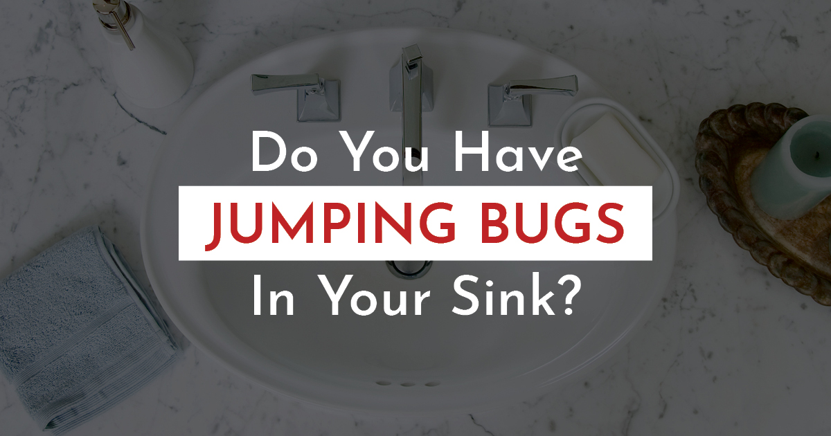  What Are Springtails? All About The Tiny Jumping Bugs in the Sink