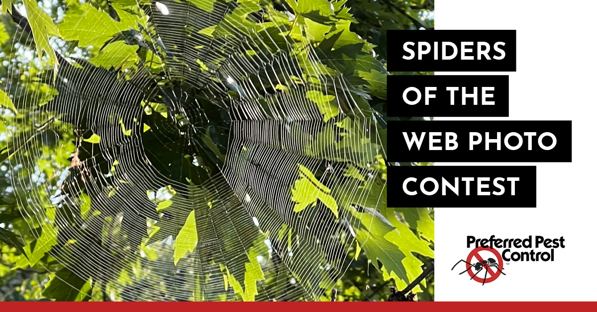 Preferred Pest Control | Spider Photo Contest