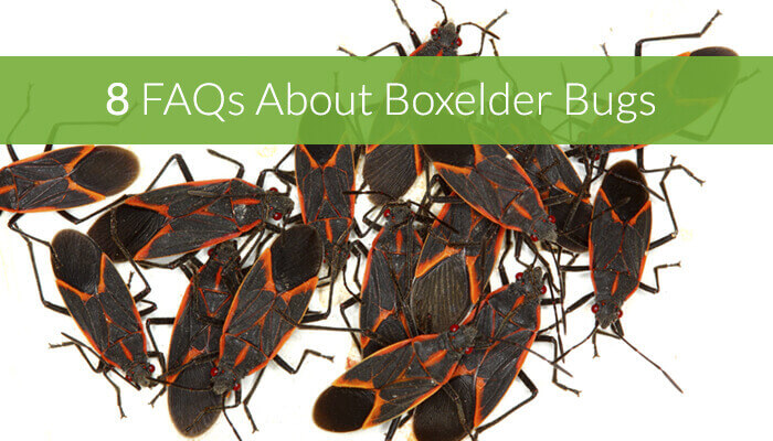 8 FAQs About Boxelder Bugs