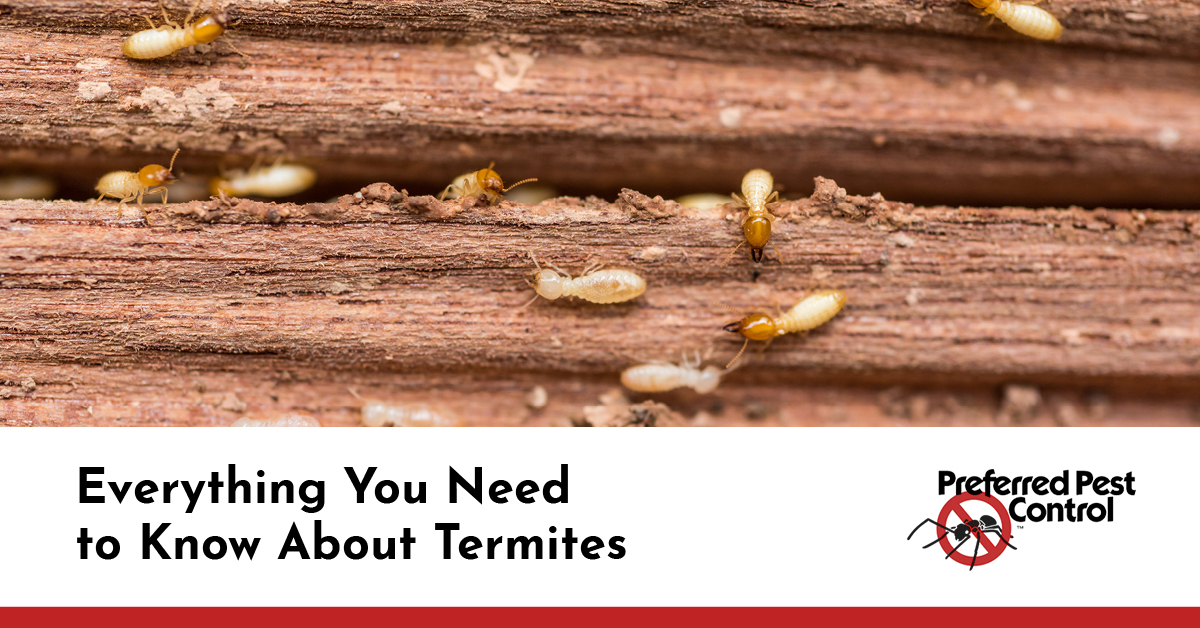 Termite Removal In Des Moines
