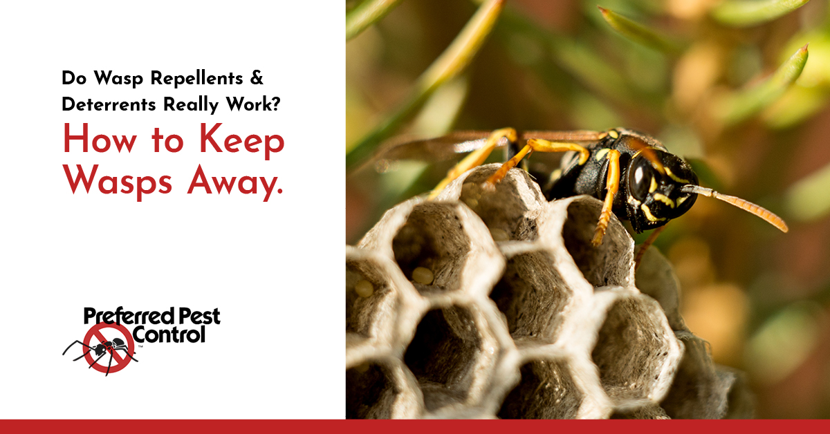 how-to-keep-wasps-away