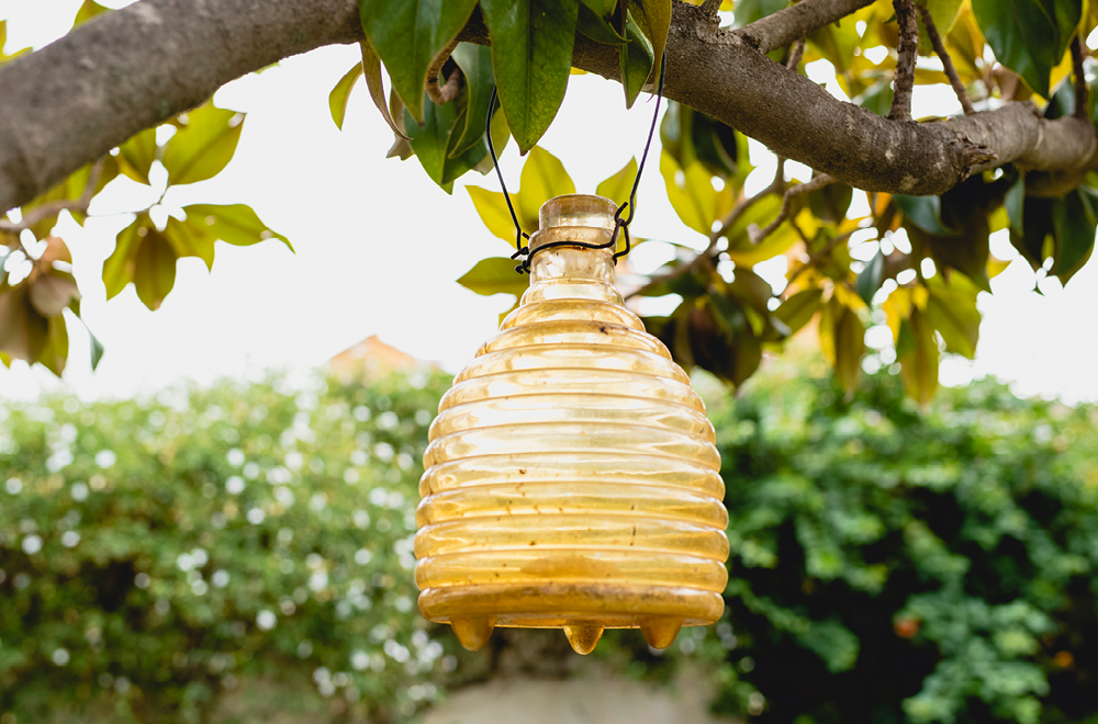 hanging-wasp-trap